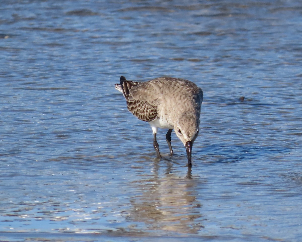 Dunlin - ML646418852