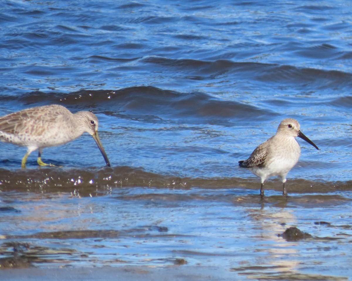 Dunlin - ML646418854