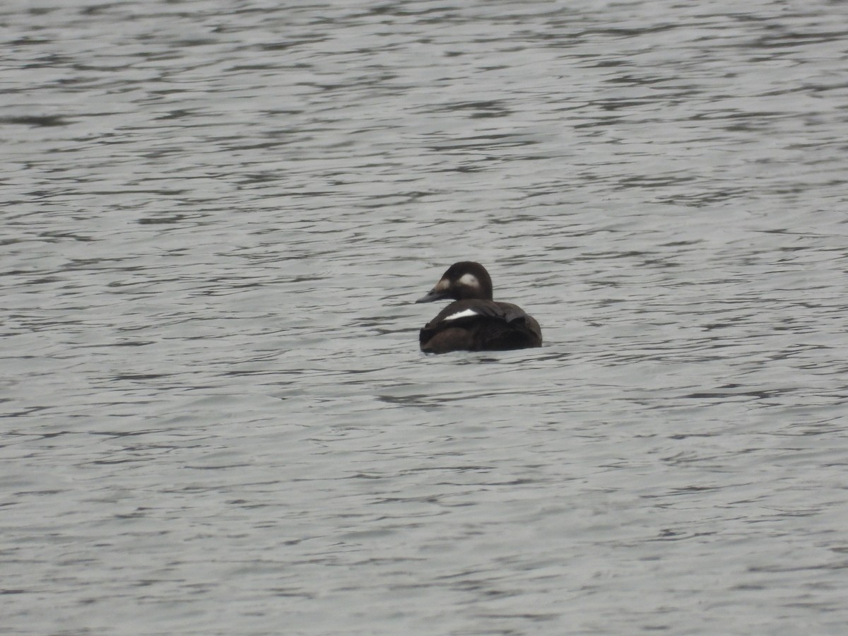 turpan kanadský - ML646418856