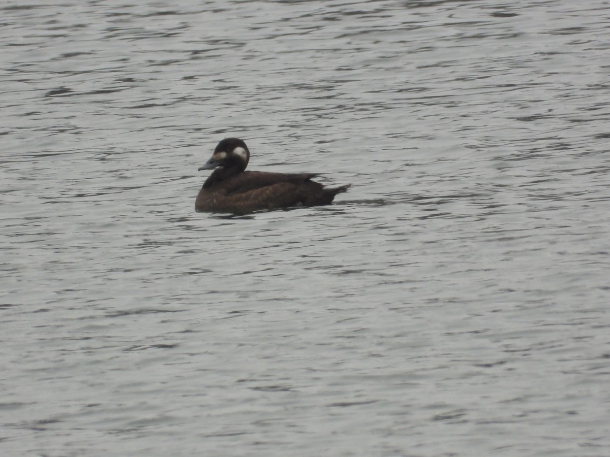 turpan kanadský - ML646418859