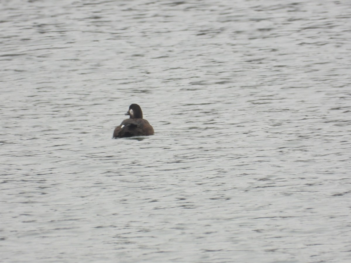 turpan kanadský - ML646418860