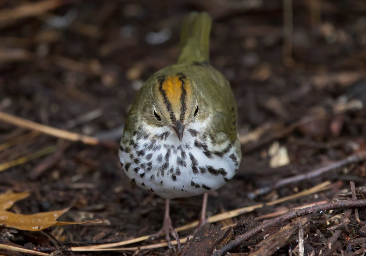 Ovenbird - ML646418863