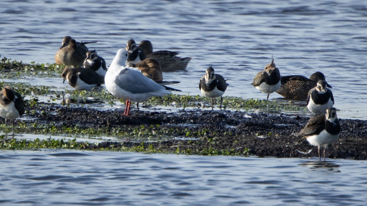 タゲリ - ML646418864