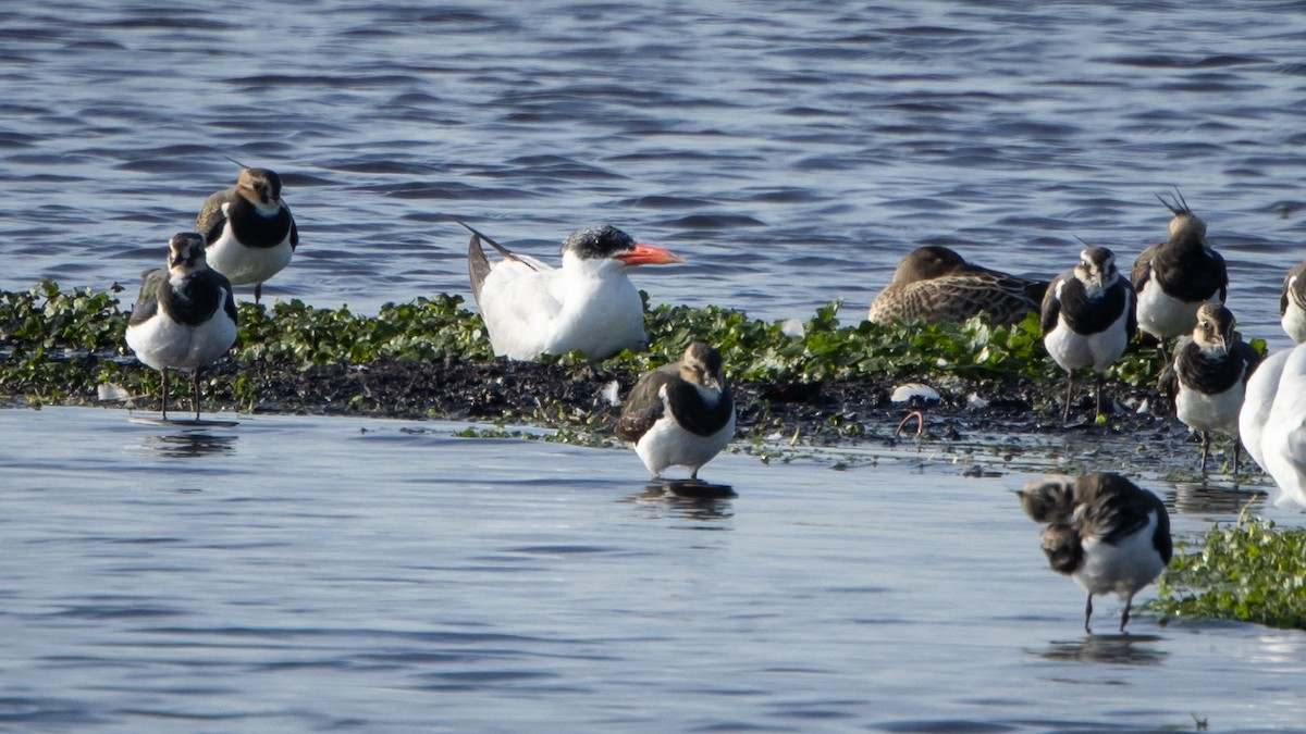 オニアジサシ - ML646418867