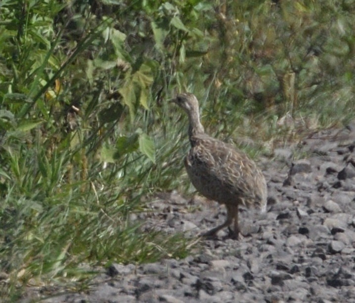 Spotted Nothura - ML646418868