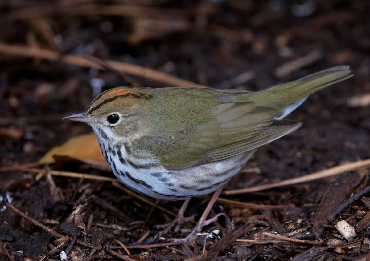 Ovenbird - ML646418872