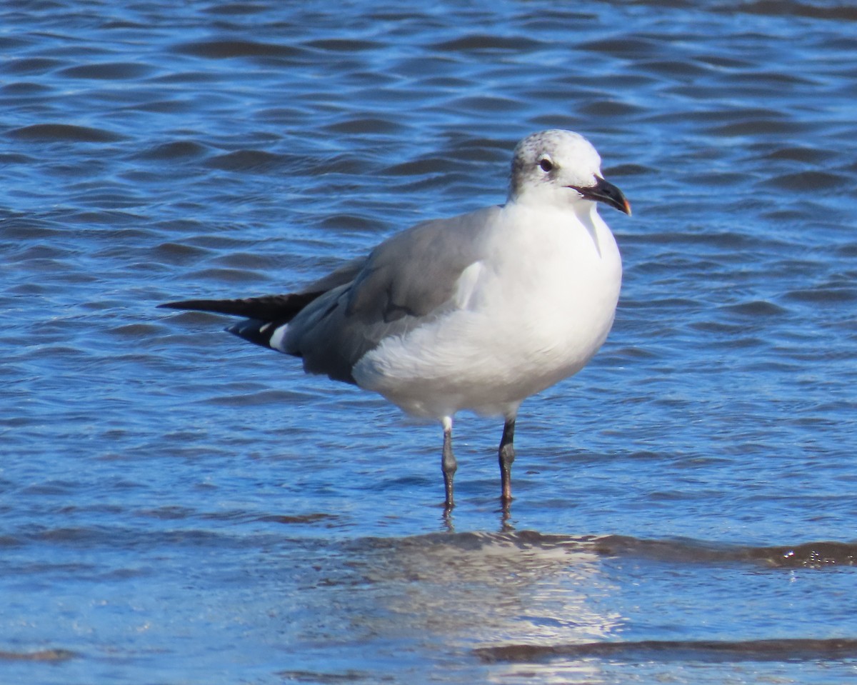 Laughing Gull - ML646418873