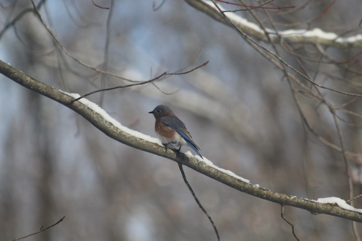 Eastern Bluebird - ML646418883