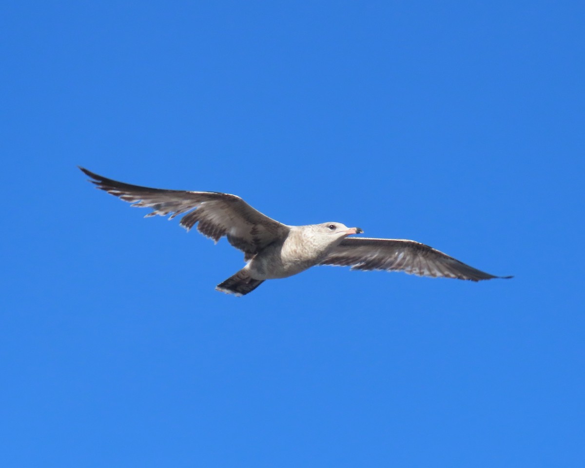 Ring-billed Gull - ML646418885