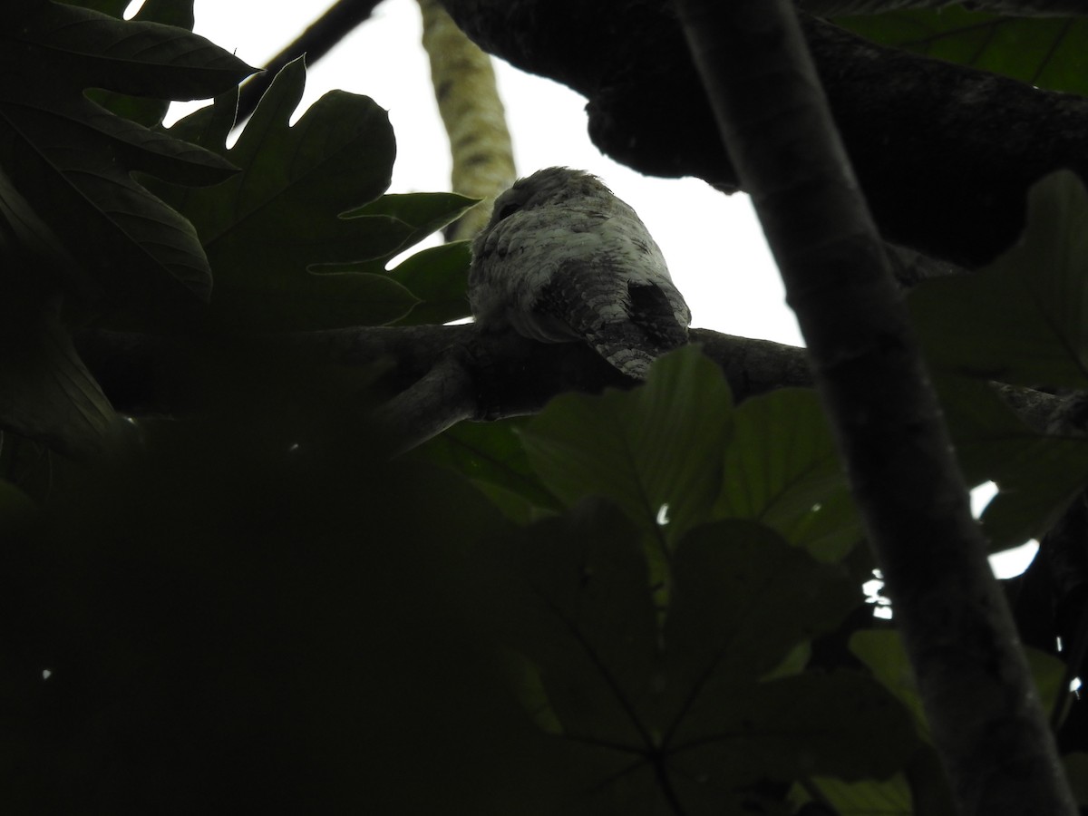 オオタチヨタカ - ML646418886