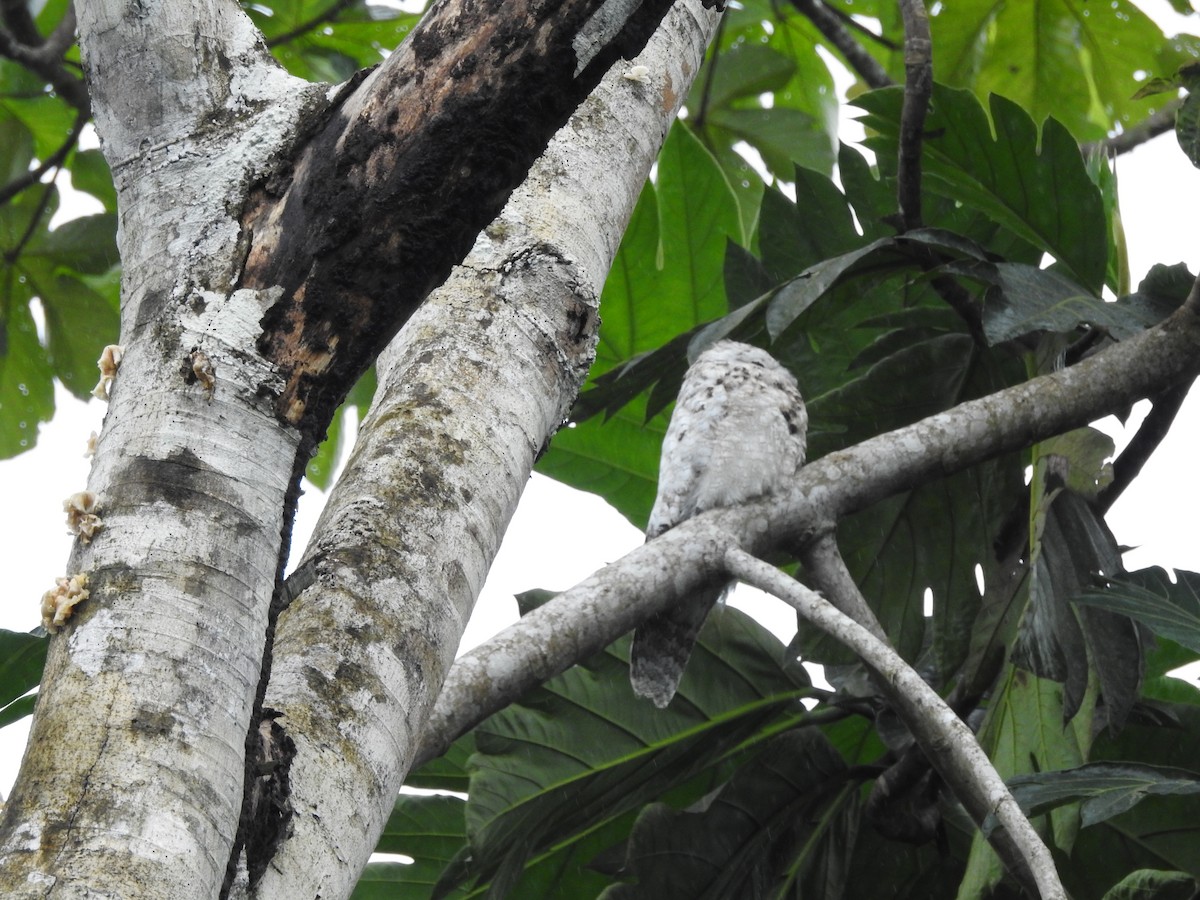 オオタチヨタカ - ML646418887