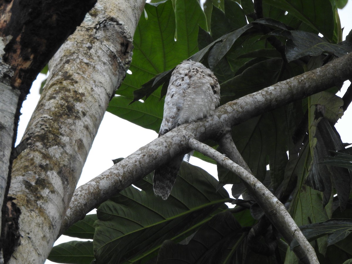 オオタチヨタカ - ML646418888