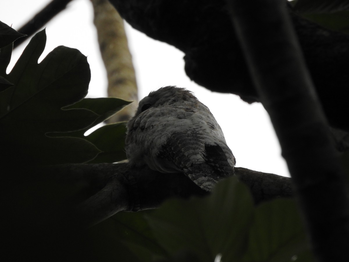 オオタチヨタカ - ML646418889