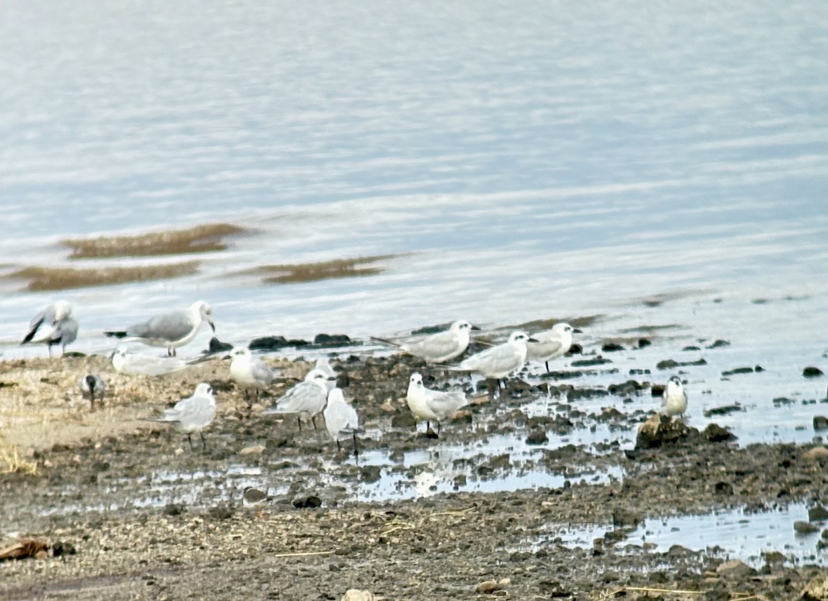 Gull-billed Tern - ML646418890