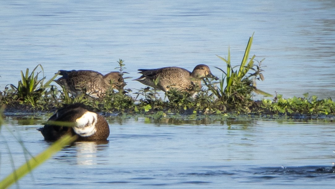 コガモ（亜種 コガモ） - ML646418893