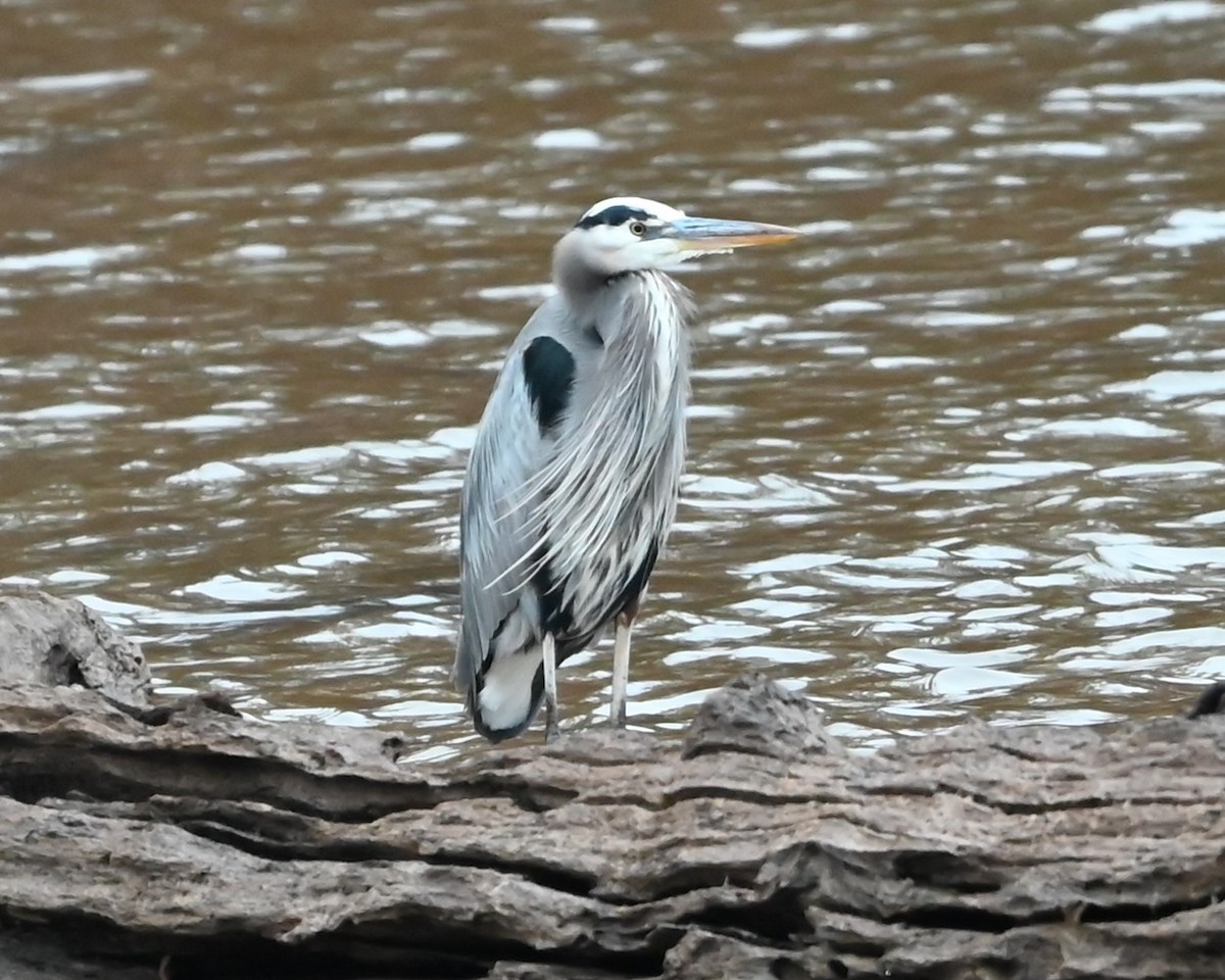 Amerika Gri Balıkçılı - ML646418894