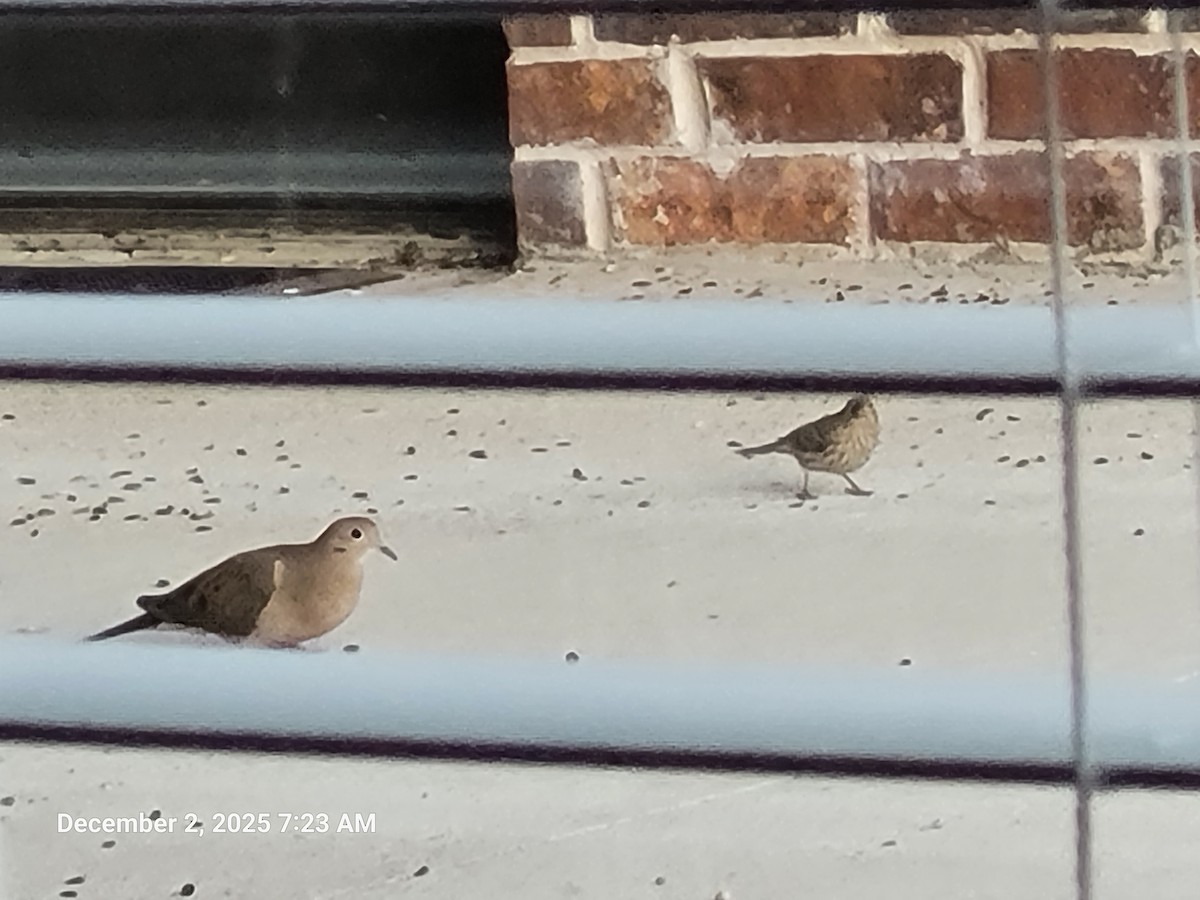 House Finch - ML646418896