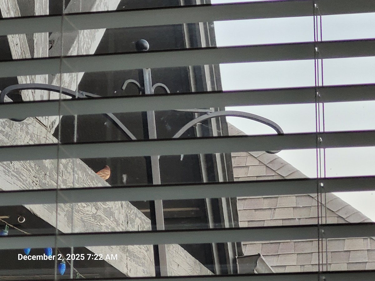 House Finch - ML646418897