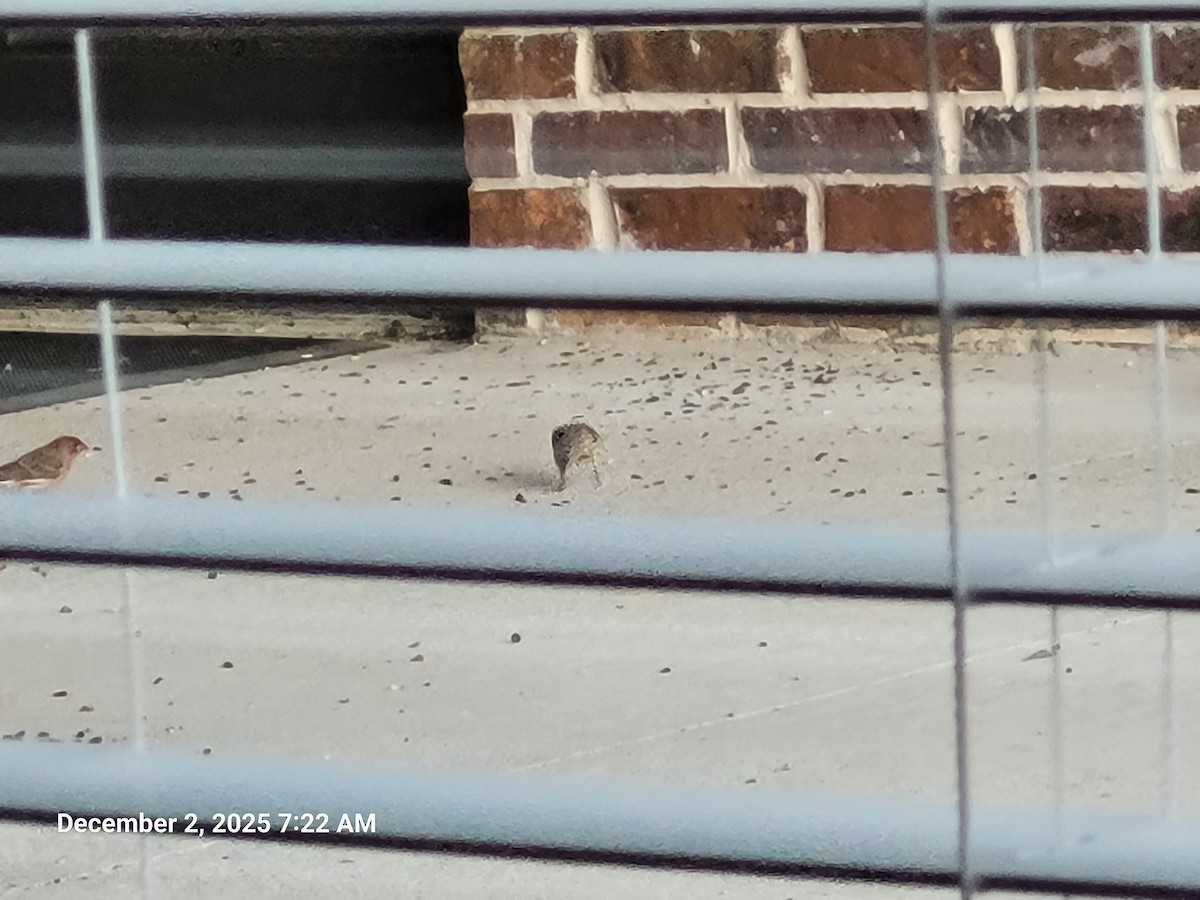 House Finch - ML646418903