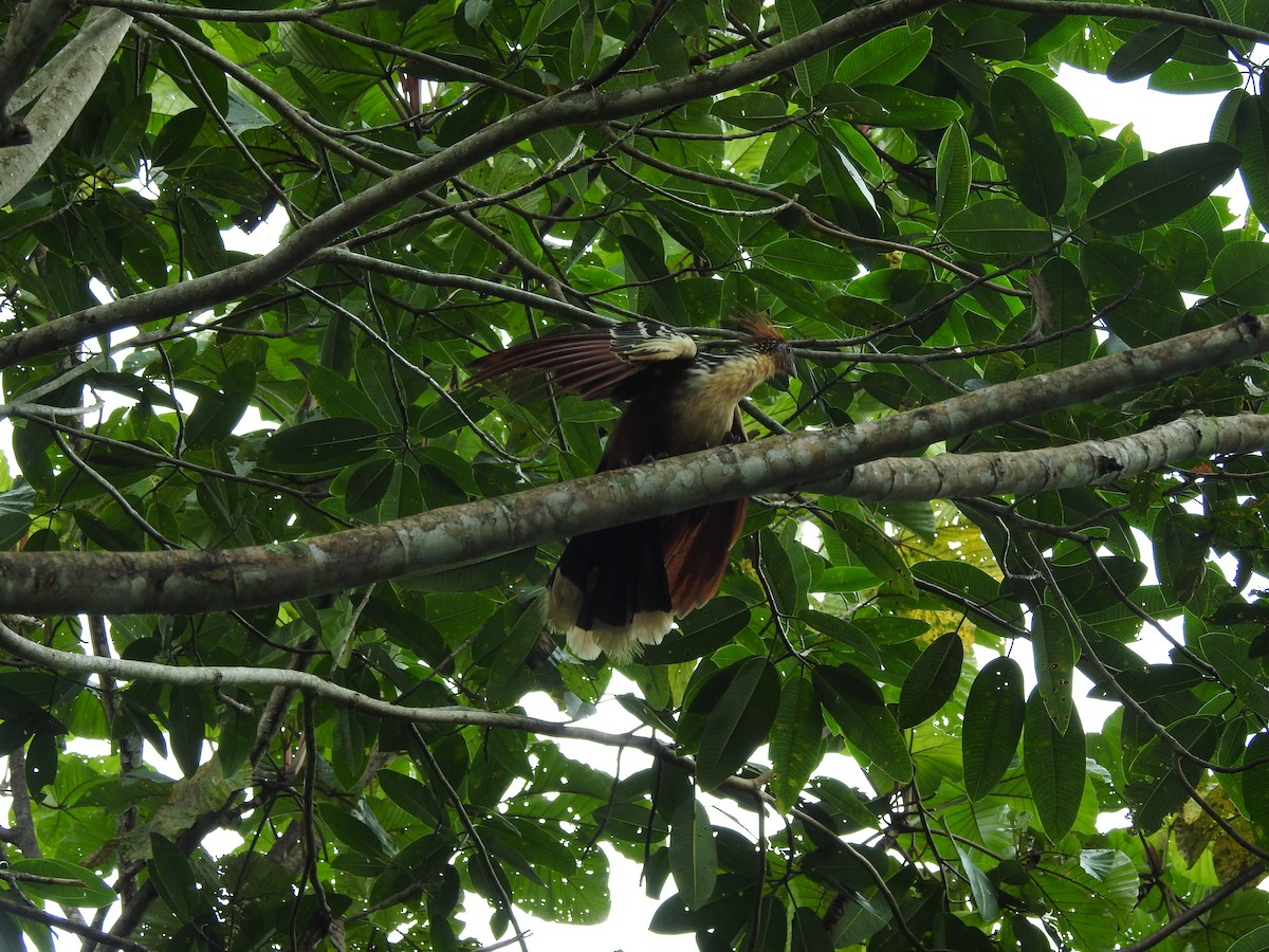 ツメバケイ - ML646418909