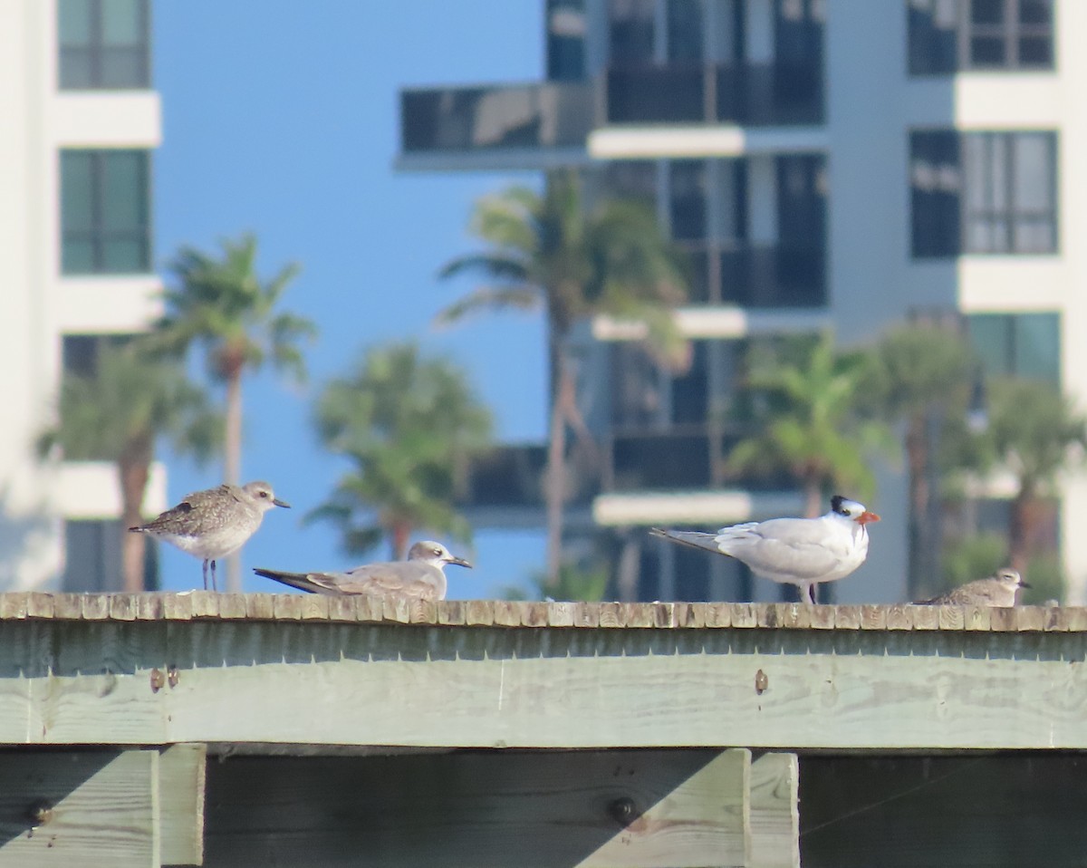 Royal Tern - ML646418910