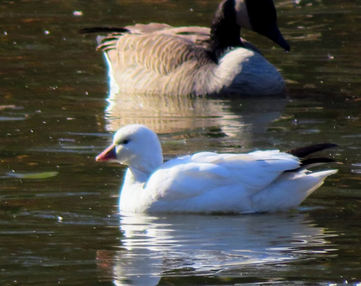 husa bělostná - ML646418911