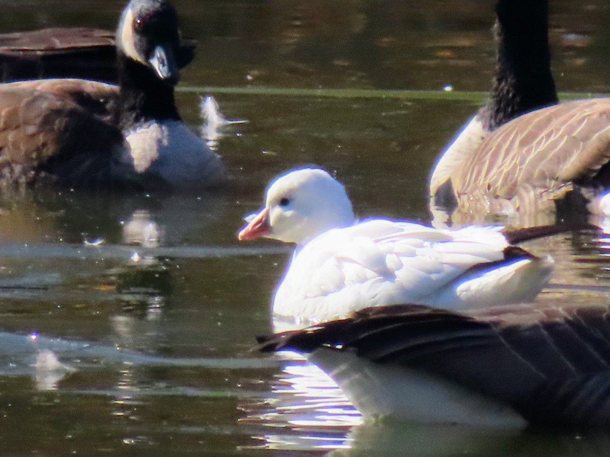 husa bělostná - ML646418912