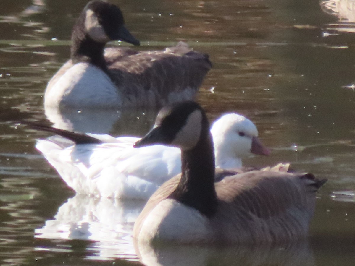 husa bělostná - ML646418913