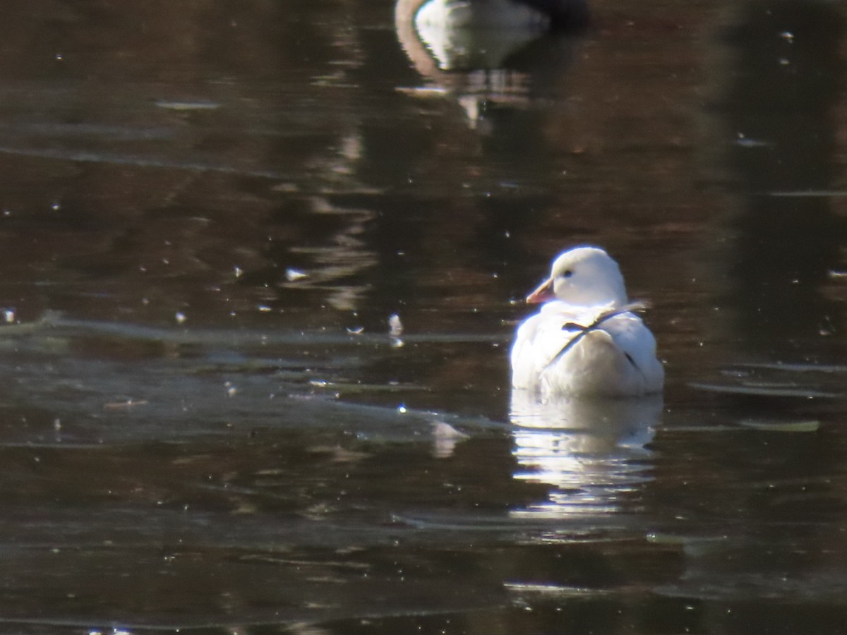 husa bělostná - ML646418914