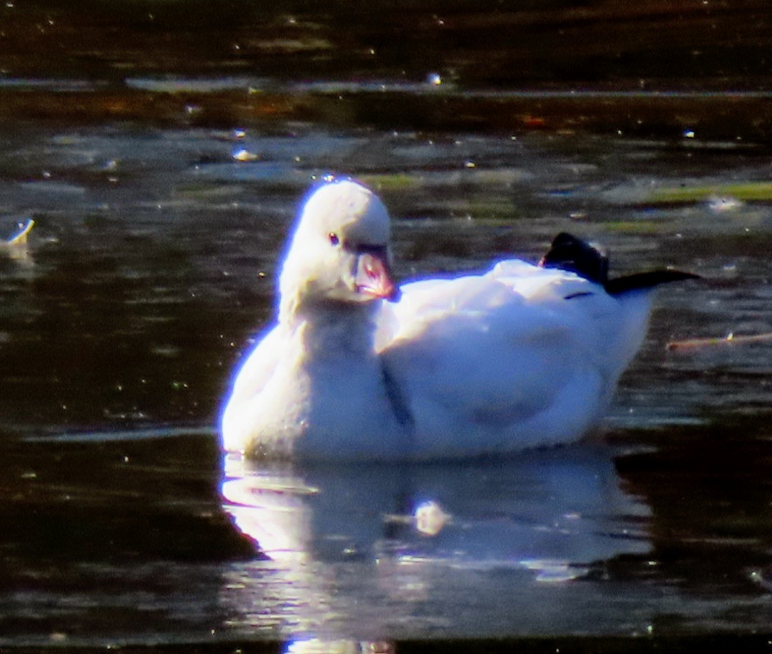 husa bělostná - ML646418915