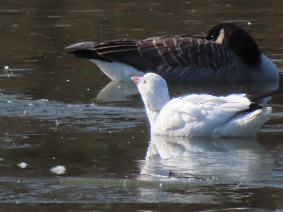 husa bělostná - ML646418916