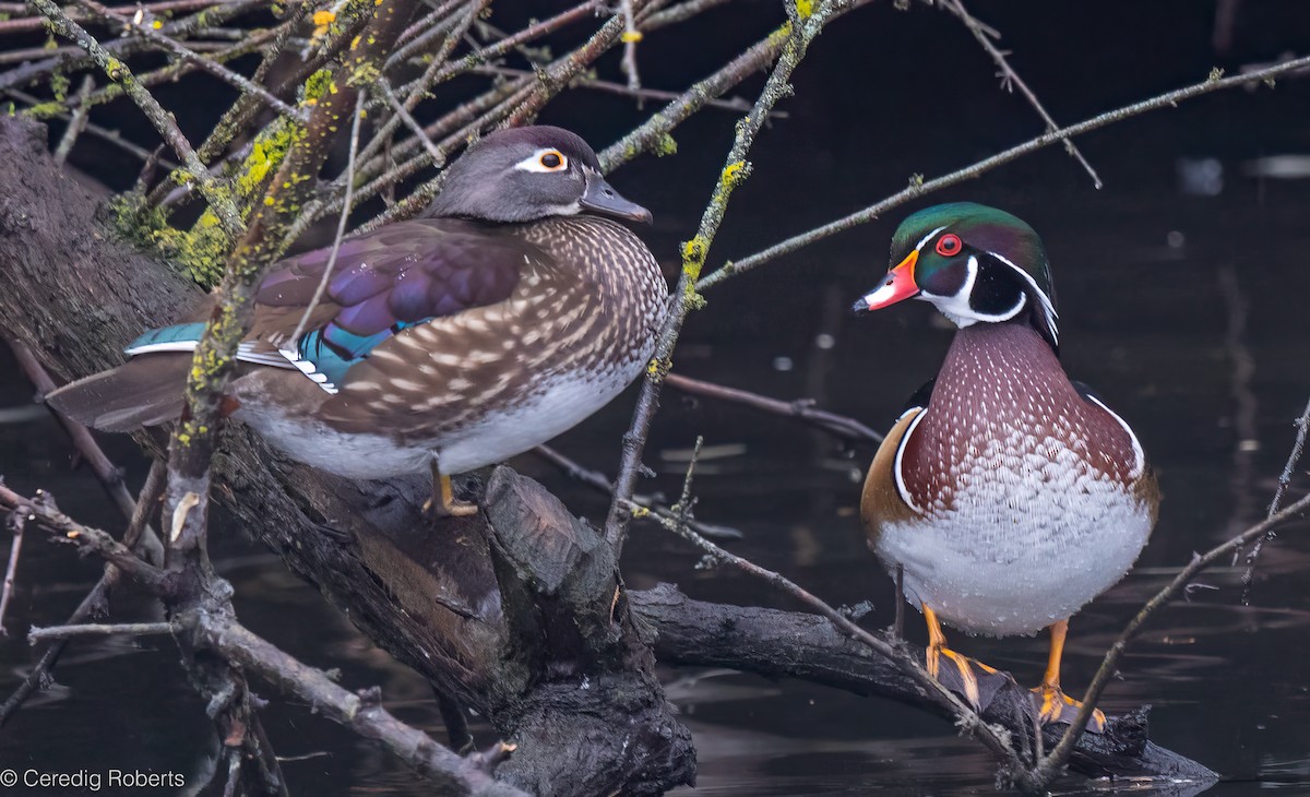 Wood Duck - ML646418927