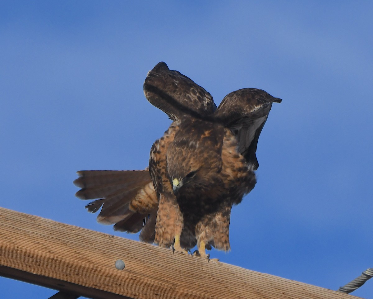 káně rudochvostá - ML646418931