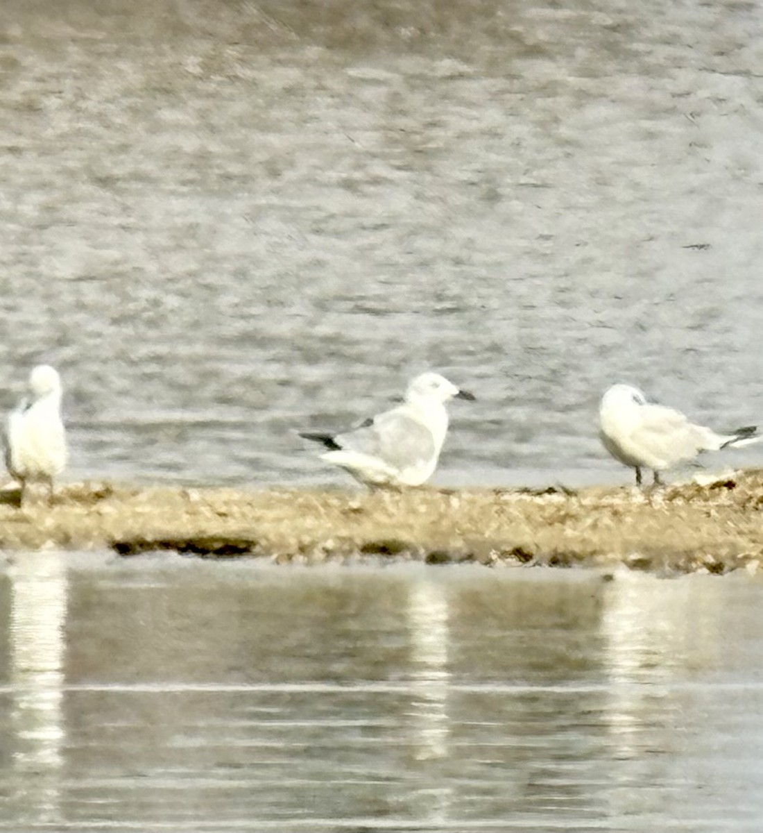 Gray-hooded Gull - ML646418932