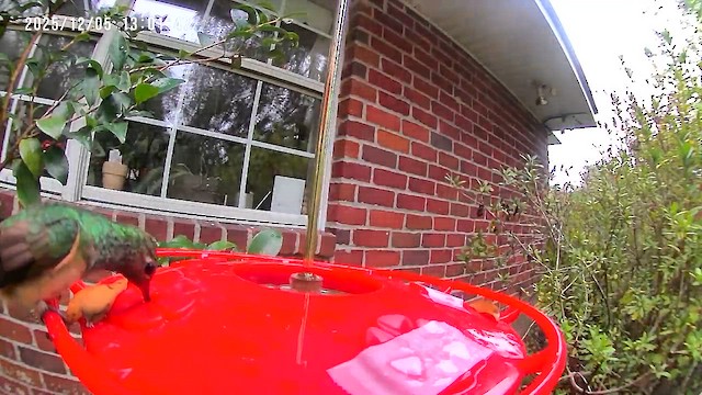 Buff-bellied Hummingbird - ML646418933