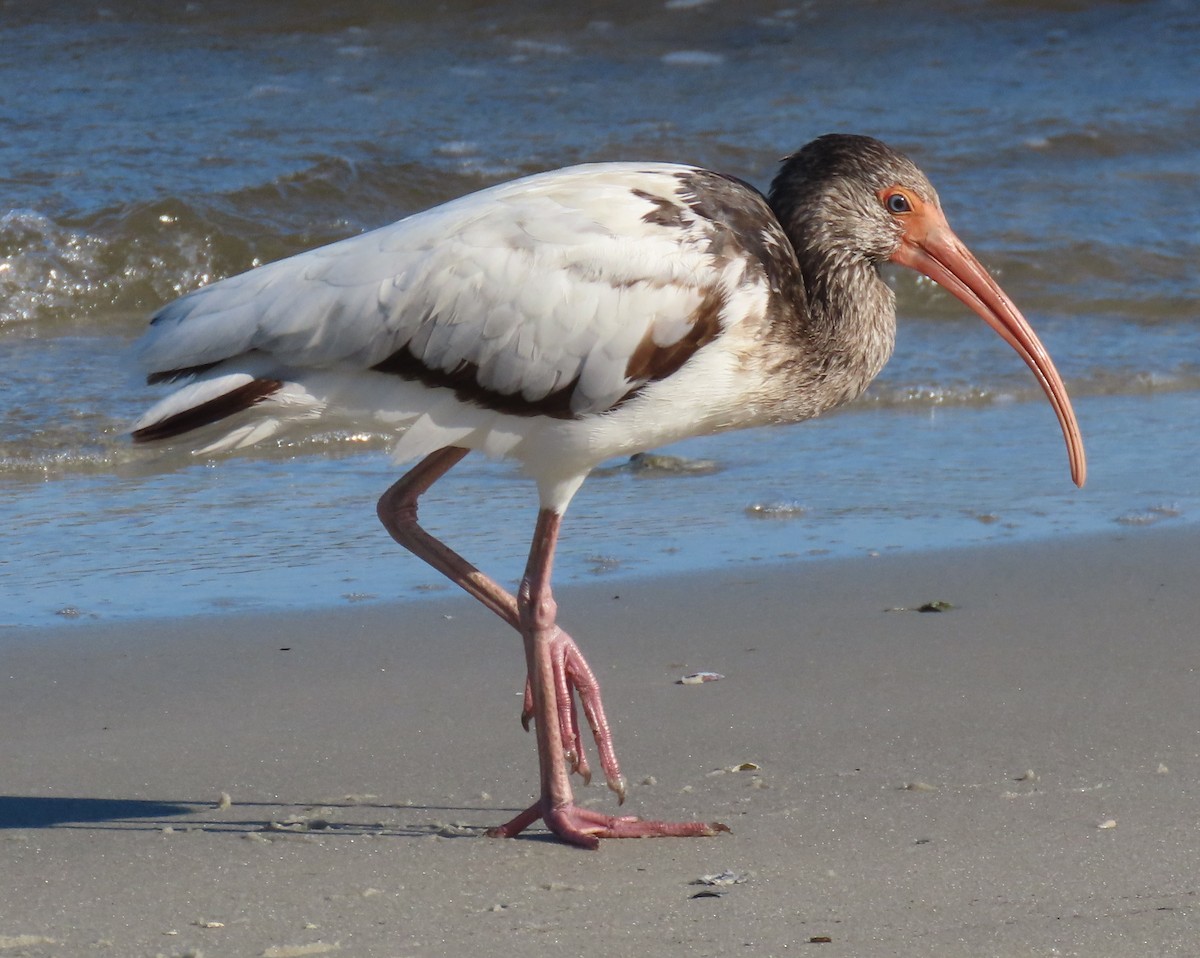 White Ibis - ML646418935