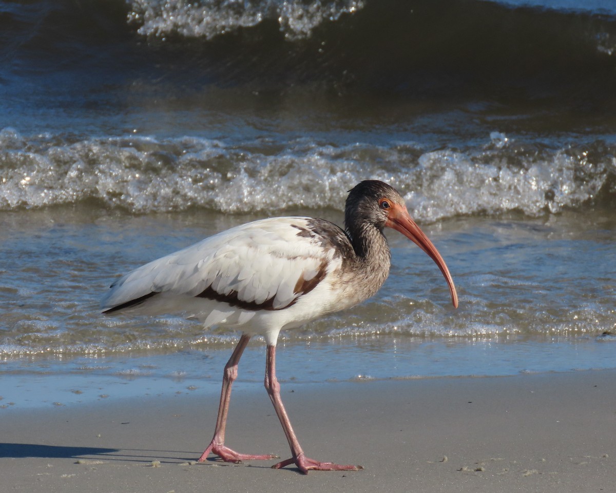 White Ibis - ML646418936