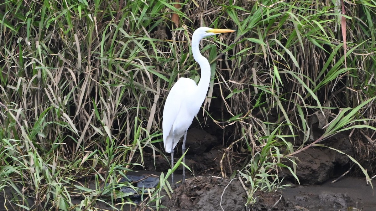 Airone bianco maggiore - ML646418937