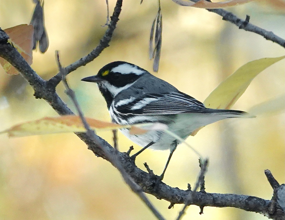 Black-throated Gray Warbler - ML646418938