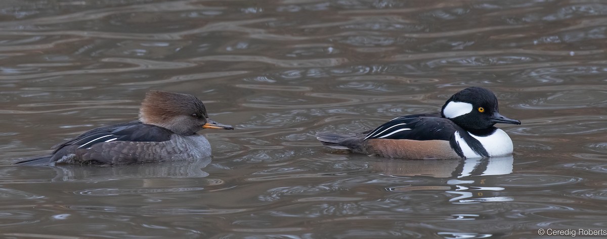 Hooded Merganser - ML646418939