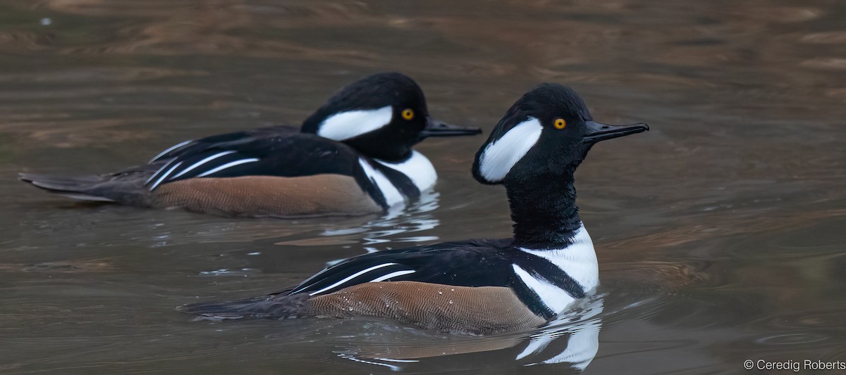 Zerra buruhandia - ML646418940