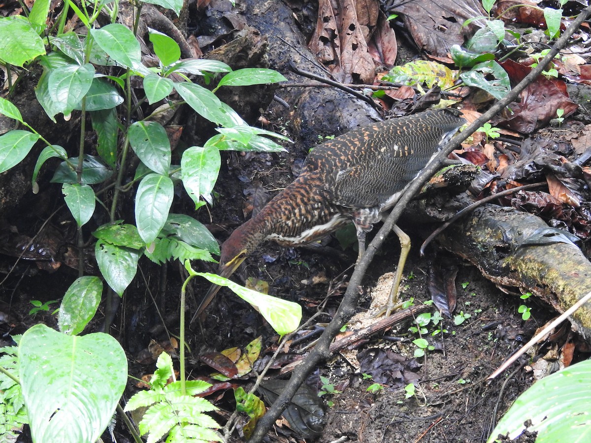 Fasciated Tiger-Heron - ML646418941
