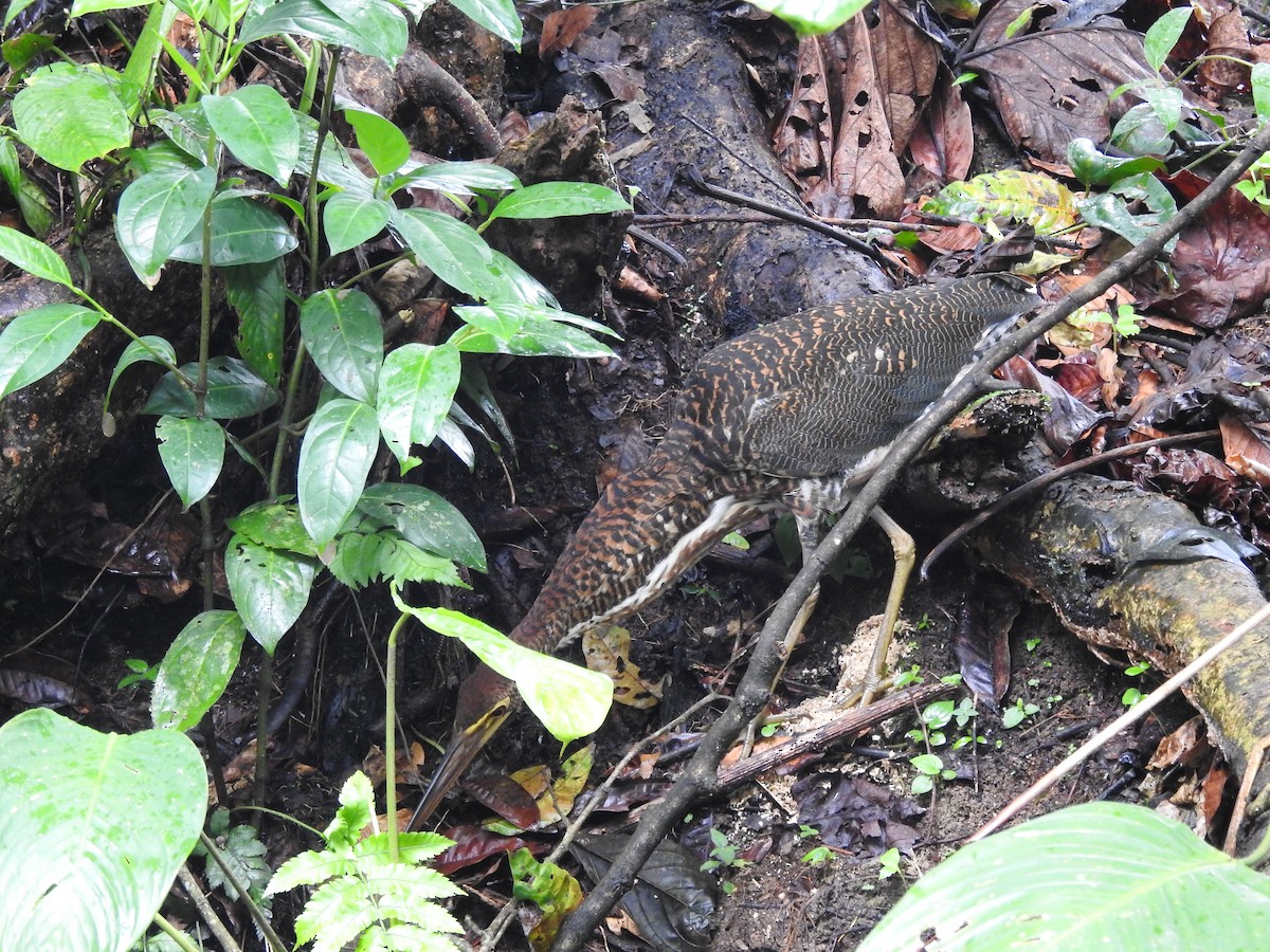 Fasciated Tiger-Heron - ML646418942