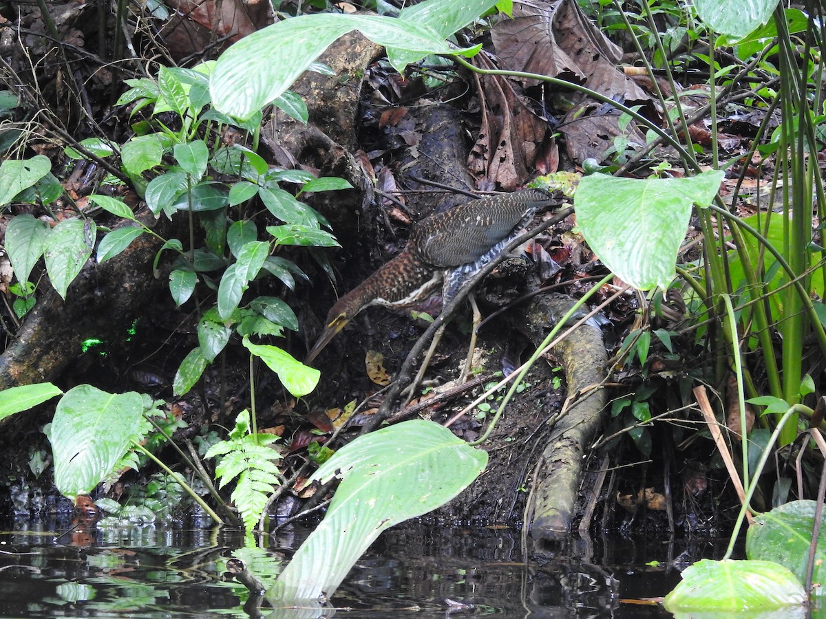 Fasciated Tiger-Heron - ML646418943