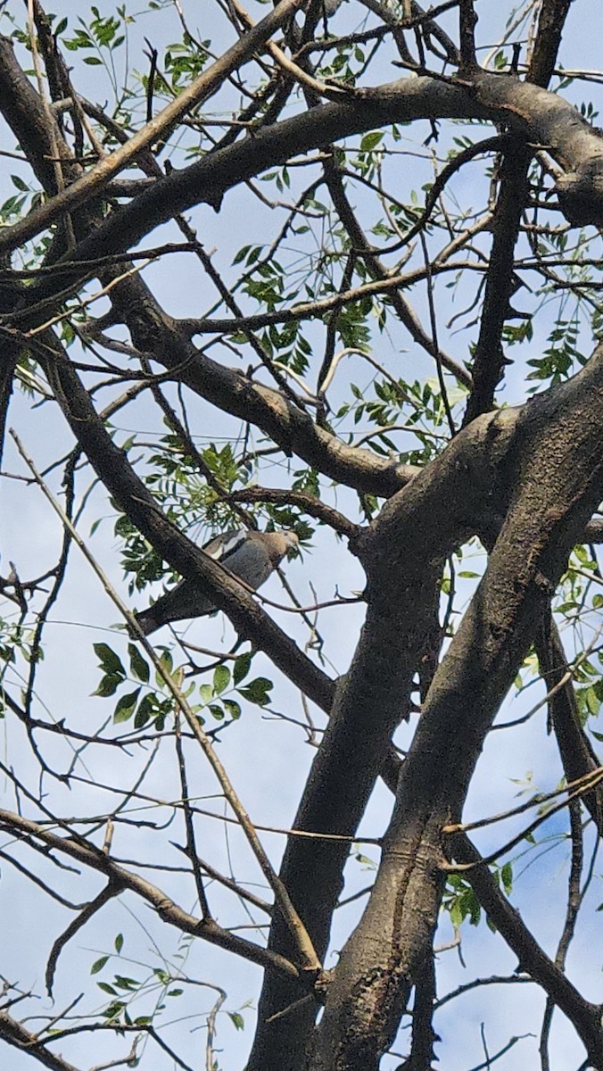 White-winged Dove - ML646418955