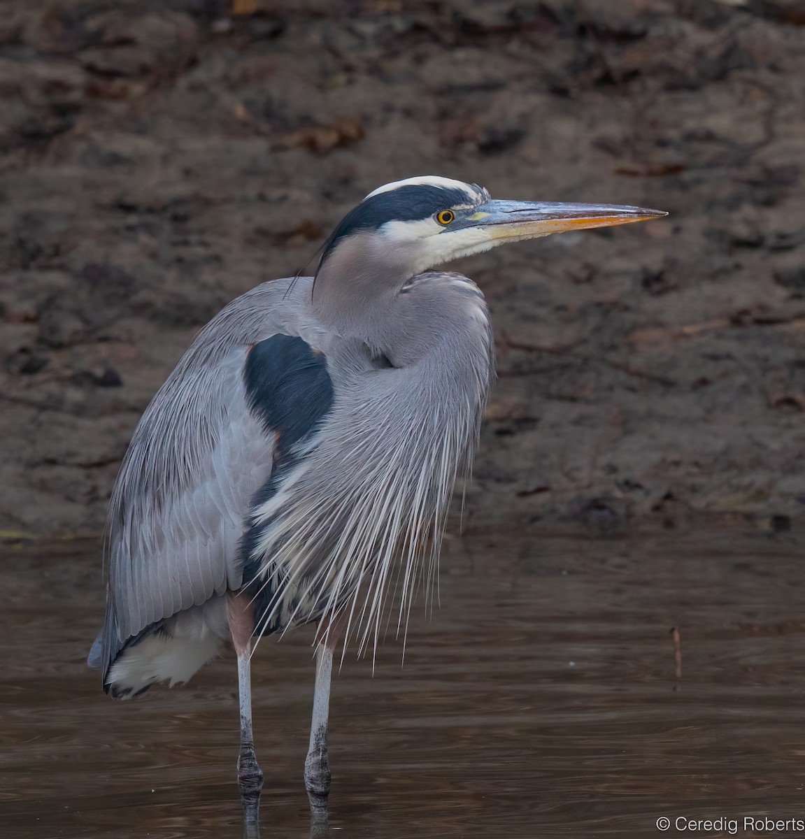 Koartza hauskara amerikarra - ML646418956