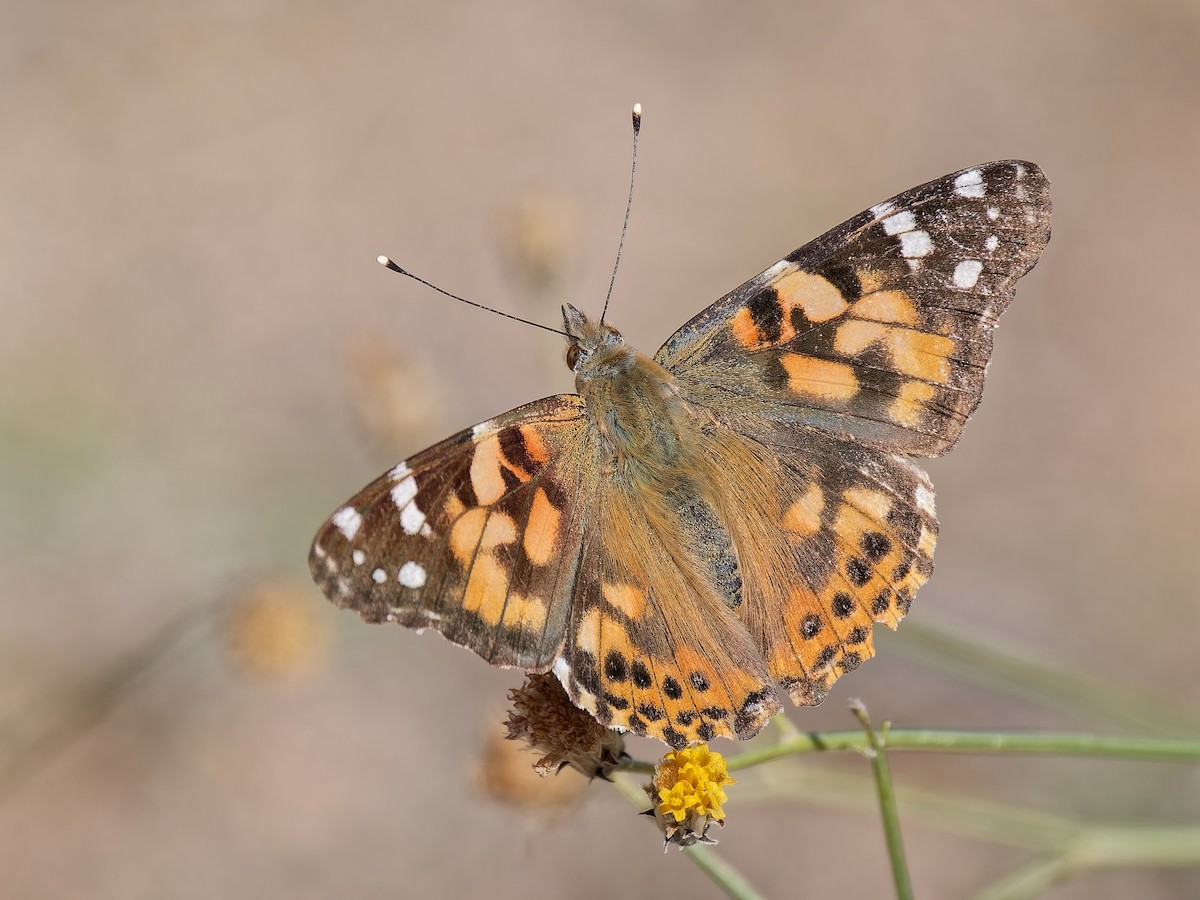 Empress Leilia - ML646418958