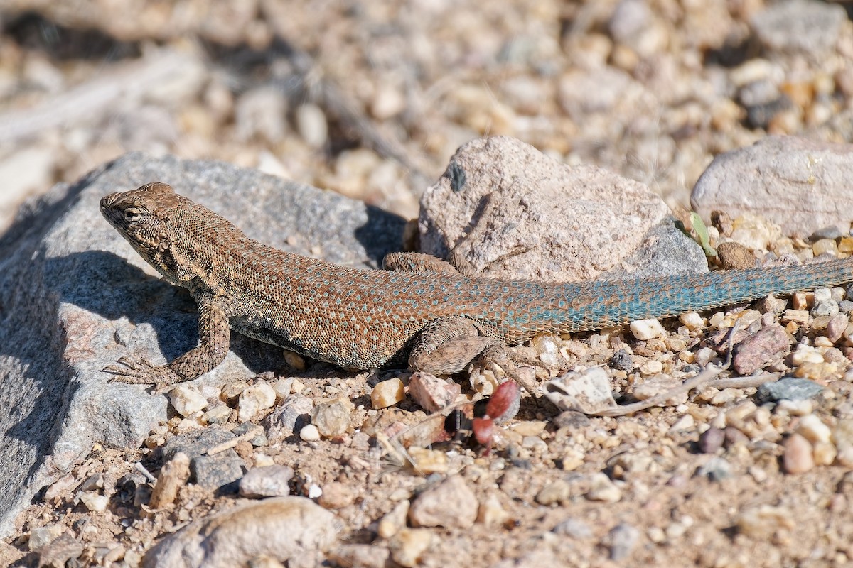 Common Side-blotched Lizard - ML646418959