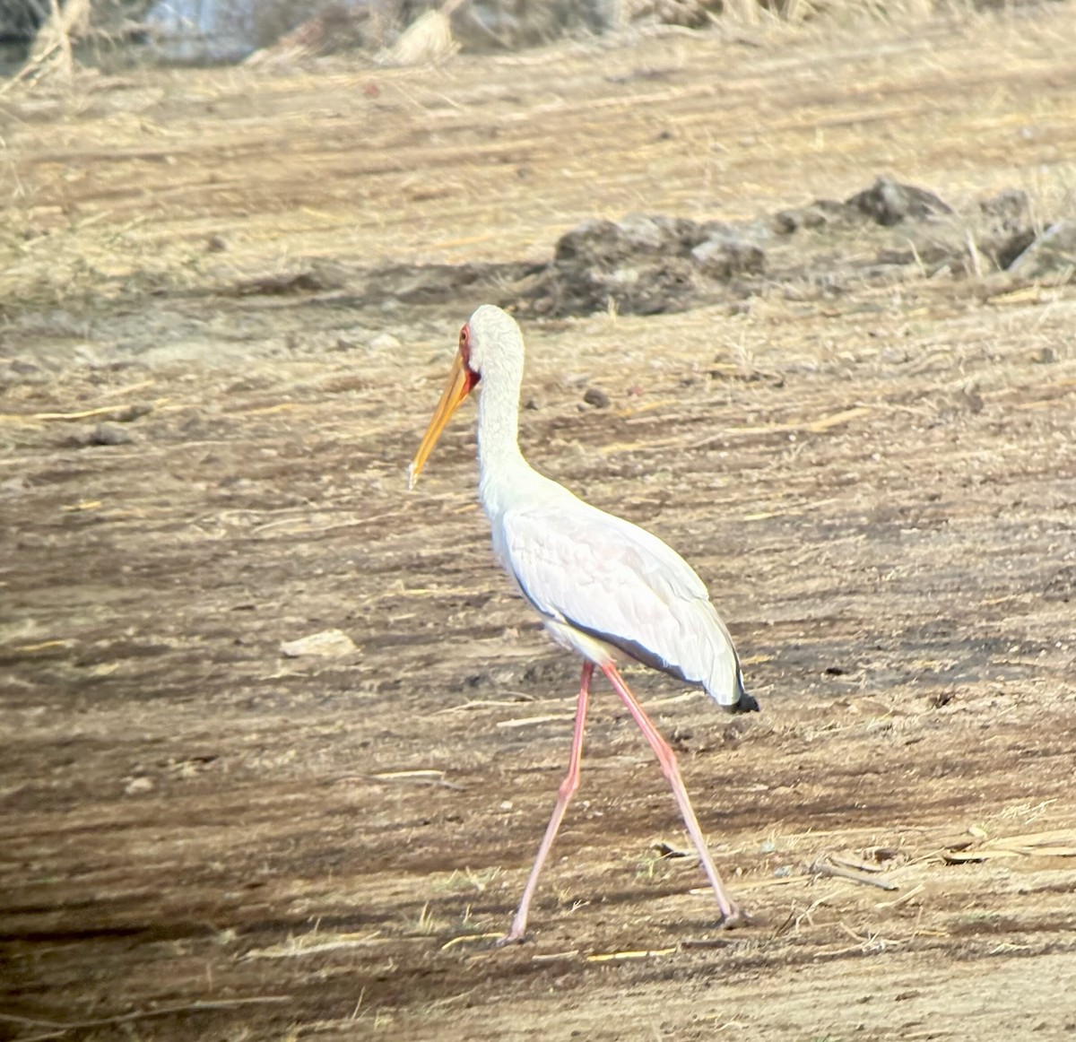 Tantalo afrikarra - ML646418971