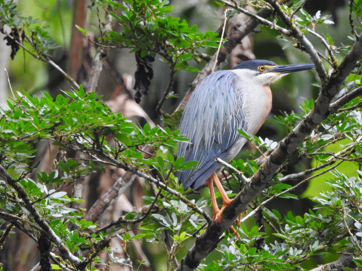 Striated Heron - ML646418972